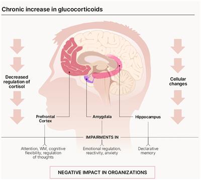 A Mini-Review of Work Stress and Mindfulness: A Neuropsychological Point of View